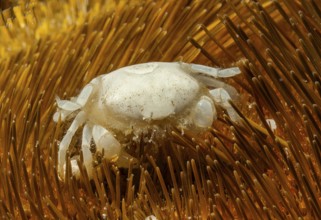 Underwater photo extreme close-up of tiny heart sea urchin pea crab (Dissodactylus primitivus)