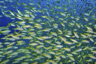 Underwater photo of large school of fish Bigeye snapper (Lutjanus lutjanus), Indian Ocean,