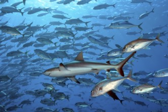 Underwater photo of Grey reef shark (Carcharhinus amblyrhynchos) swimming through large school of