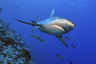 Underwater photo close-up of Grey reef shark (Carcharhinus amblyrhynchos) swimming next to coral