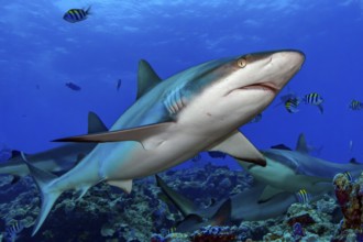 Underwater photo close-up of Grey reef shark (Carcharhinus amblyrhynchos) swimming over coral reef