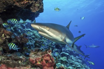 Underwater photo of large specimen of large Grey reef shark (Carcharhinus amblyrhynchos) swimming