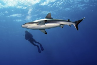 Large specimen of Grey reef shark (Carcharhinus amblyrhynchos) circles around and swims past diver