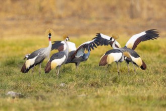 Crowned Crane (Balearica regulorum) Courtship behaviour Zambia
