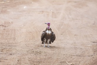 Black-capped vulture (Necrsoyrtes monachus) Zambia