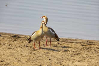 Egyptian goose (Alopochen aegyptiaca) Zambia