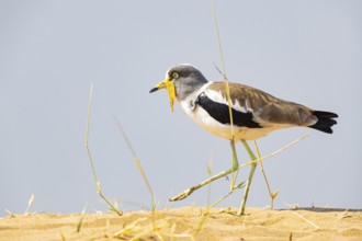African lapwing (Vanellus senegallus) Zambia