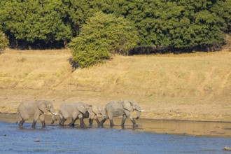 African elephant (Loxodonta africana) in the Luangwa River in Zambia