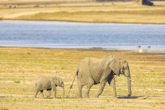 African elephant (Loxodonta africana) in the Luangwa riverbed in Zambia