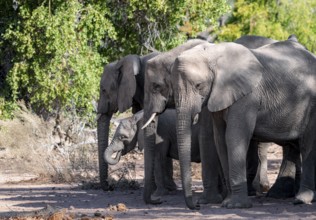 Herd of African elephants (Loxodonta africana), desert elephants, riverbed of the Ugab River,