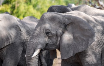 Single elephant in a herd of African elephants (Loxodonta africana), desert elephants, riverbed of