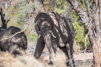 African elephant (Loxodonta africana), desert elephant, riverbed of the Ugab River, Damaraland,