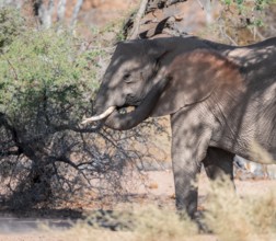 African elephant (Loxodonta africana) taking a dust bath, desert elephant, riverbed of the Ugab