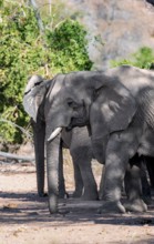 African elephant (Loxodonta africana), desert elephant, riverbed of the Ugab River, Damaraland,