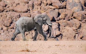 African elephant (Loxodonta africana), desert elephant, in the riverbed of the Ugab River, desert
