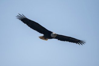 Bald eagle (Haliaeetus leucocephalus) in flight against a blue sky, Anchor Point, Alaska, USA