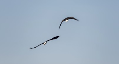 Two bald eagles (Haliaeetus leucocephalus) in flight against a blue sky, Anchor Point, Alaska, USA