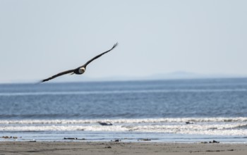Bald eagle (Haliaeetus leucocephalus) in flight at sea, Anchor Point, Alaska, USA