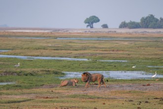 Maned lion and lioness, lion (Panthera leo), Ihaha, Chobe National Park, Botswana