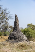 Termite hill, Moremi Game Reserve, Botswana