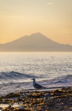 Seagull (Larinae) on the beach, view across Cook Inlet to white peaks of Mount Redoubt at sunset,