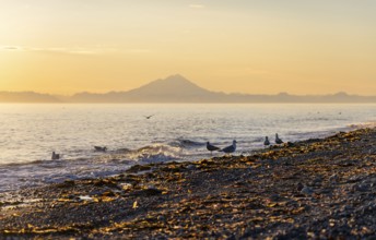 Seagulls (Larinae) on the beach, view across Cook Inlet to white mountain peaks of Mount Redoubt at