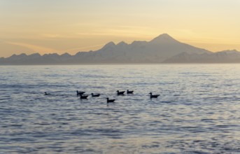 Seabirds swim in the ocean, view across Cook Inlet to white mountain peaks of Mount Iliamna at