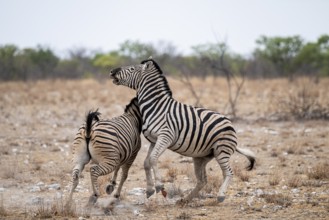 Two plains zebras (Equus quagga) fighting, Etosha National Park, Namibia