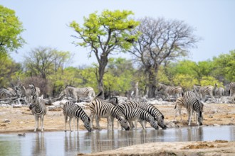Herd of plains zebra (Equus quagga) at a waterhole, Etosha National Park, Namibia
