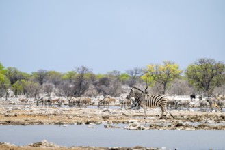 Plains zebra (Equus quagga), Etosha National Park, Namibia