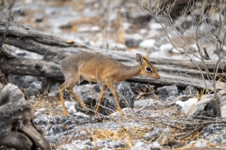 Damara dik-dik or kirk dik-dik (Madoqua kirkii), adult animal in the undergrowth, Etosha National