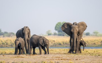 Herd of African elephants (Loxodonta africana), Ihaha, Chobe National Park, Botswana