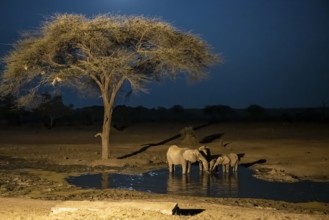 Waterhole at night, African elephants drinking, night view, Kasane, Botswana