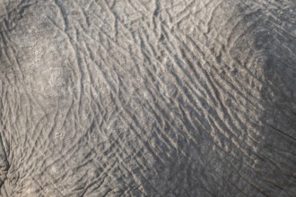 Detail, skin, African elephant (Loxodonta africana), Ihaha, Chobe National Park, Botswana