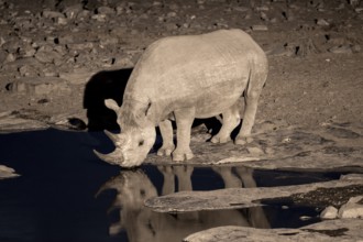 Night shot, black rhino (Diceros bicornis), Okaukuejo waterhole, Etosha National Park, Namibia