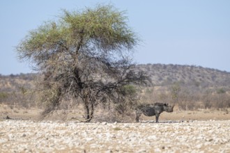Black rhino (Diceros bicornis), Etosha National Park, Namibia