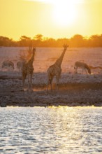 Angola giraffe (Giraffa giraffa angolensis), two giraffes in the backlight at sunset, atmospheric