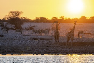 Angola giraffe (Giraffa giraffa angolensis), two giraffes in the backlight at sunset, atmospheric