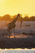 Angola giraffe (Giraffa giraffa angolensis), backlit at sunset, atmospheric sunset, Okaukuejo