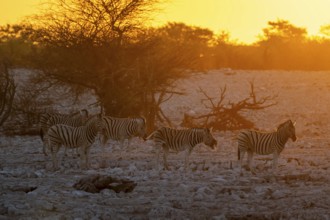 Steppe zebra (Equus quagga), group against the light at sunset, atmospheric sunset, Okaukuejo