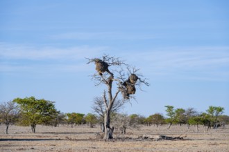 Camel's thorn tree (Acacia erioloba) with nest of the edible weaver, edible weaver (Philetairus