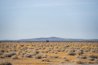 Arid landscape in Western Etosha National Park, Namibia