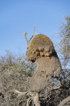 Camel's thorn tree (Acacia erioloba) with nest of the edible weaver, edible weaver (Philetairus