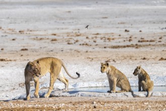 Lion (Panthera leo), with young at the waterhole, Nebrowni waterhole, Etosha National Park, Namibia