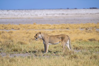 Lioness (Panthera leo), Etosha National Park, Namibia