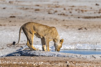 Lioness (Panthera leo) drinking at the waterhole, Nebrowni waterhole, Etosha National Park, Namibia