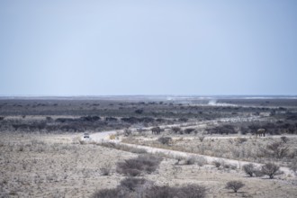Road to Okaukuejo Camp, Etosha National Park, Namibia