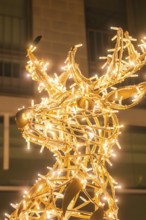 Christmas reindeer made of fairy lights, glowing in golden light, Sindelfingen, Böblingen district,