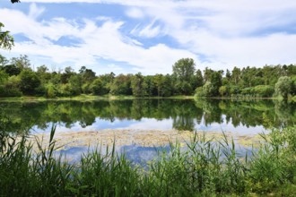 Scenic view of Waldsee forest lake in Viernheim, Germany on a sunny day surrounded by nature