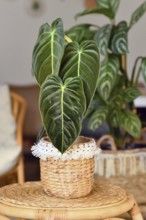 Exotic 'Philodendron Melanochrysum' houseplant with long velvet leaves in basket flower pot
